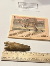 Spinosaurus Tooth Dinosaur Fossil not T Rex Cretaceous CS11