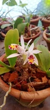 Pleione maculata