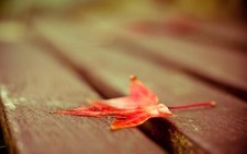 Landscape leaves red fall fallen plants Custom Gaming Mat Desk
