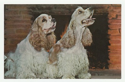 Vintage Postcard Blonde Cocker Spaniel Dogs By Fireplace Baby It's Cold Outside