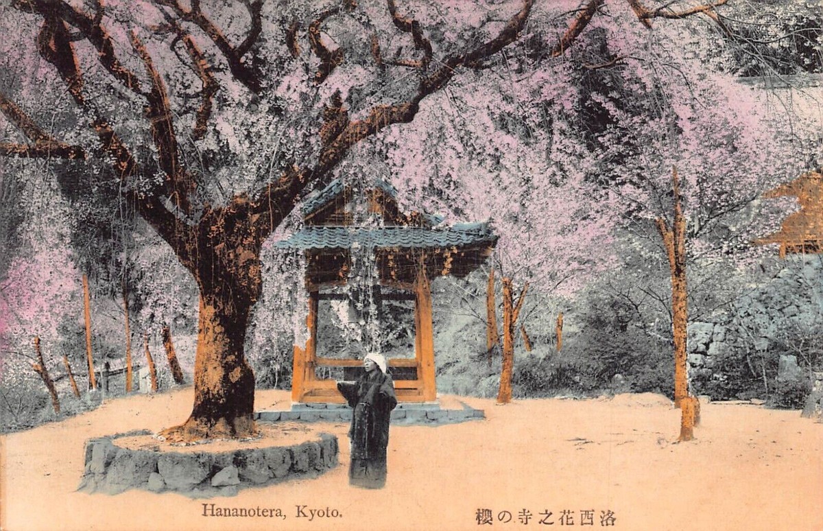 L274 Japan Cherry Blossom Hananotera Kyoto Sakura vintage postcard
