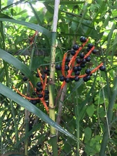 PALM BAMBOO 65 SEEDS CHAMAEDOREA SEIFRIZII INDOOR/OUTDOOR EXOTIC PLANT ORANGE
