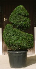 JANUARY SALE 2026 Real XL Yew (taxus baccata) Spiral Topiary, UK Grown