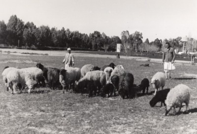 Libyen Karakul Schafherde & Hirte altes Foto 40er Jahre ?