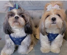 LUXURY DOG HARNESS and LEASH SET