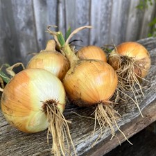 Onion Ailsa Craig Vegetable Plants - Easy Planting Outdoor Garden Ready