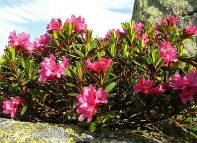Rhododendron ferrugineum | Dwarf Alpenrose | Snow-rose | 20 Seeds | eBay