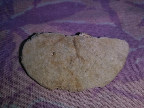 S49 FOSSILIZED Sand Dollar 50 mm Echinoid Sea Urchin Echinoderm Class Echinoidea - Picture 9 of 11
