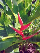 HELICONIA Orthotricha St. Rose LIVE TROPICAL RHIZOME EXOTIC PLANT