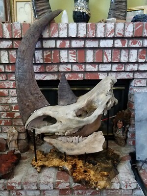 Dinosaur Fossil Woolly Rhinoceros Skull W Knife Marks From Neanderthal Ice Age Ebay