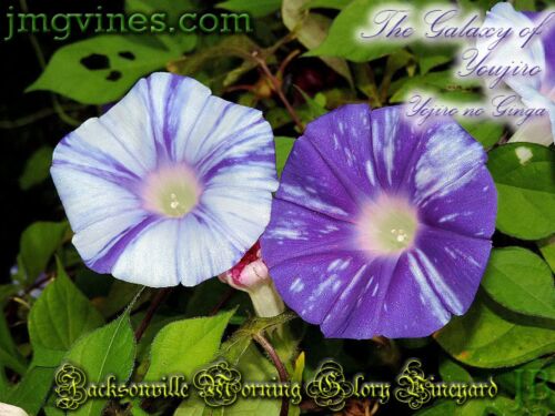 The Galaxy of Youjiro / Yojiro no Ginga Japanese Morning Glory 6 Qty - Picture 2 of 6