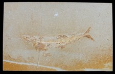 Malm  Tharsis dubius   Fisch  Leptolepididae  Plattenkalk  Solnhofen  KE41-6