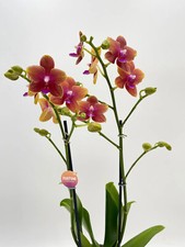 Fragrant Orchid Orange, Phalaenopsis Bolgheri, scented orchid