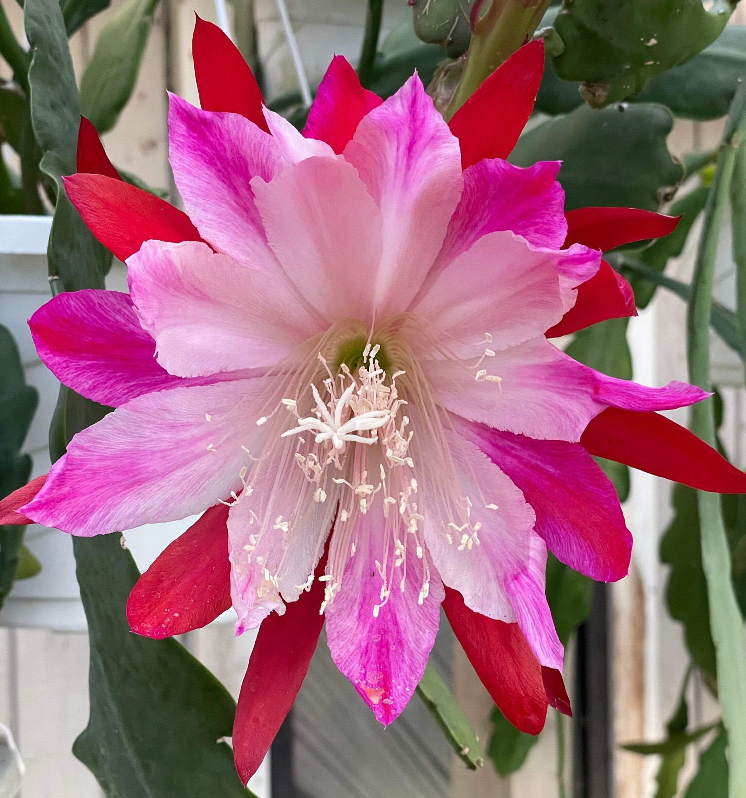 Epiphyllum Hybrid 'Wild Thing' Fully - Rooted Starter Pot