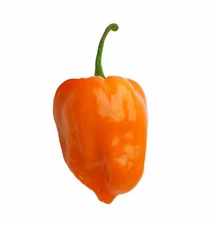 10 SWEET ORANGE HABANERO PEPPER SEEDS ~ heirloomseedguy ~ 2026 ~ NON-GMO