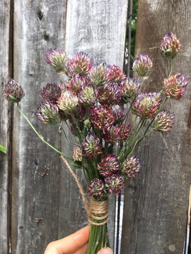 Red Clover Dry Flowers Wild Flower Arrangements Tea - Picture 4 of 6