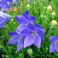 BALLOON FLOWER 20 FRESH FLOWER SEEDS FREE USA SHIPPING