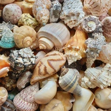 Large Conch Seashells Natural Beach Decor Big Hermit Crab Mixed Ocean Sea Shells