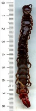 Scolopendre - SCOLOPENDRA sp 3 - Entomology 1682C