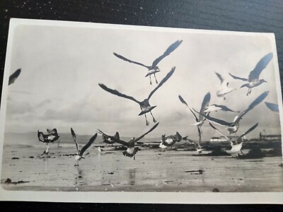 Birds Taking Flight On Sandy Beach San Diego California RPPC Photo Postcard