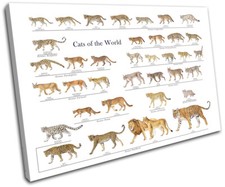 Big Cats Tiger Lion Infographic Animals SINGLE CANVAS WALL ART Picture Print