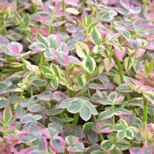 Polemonium Stairway to Heaven - Jacob's ladder 3Lt Pot Hardy Flowering Perennial