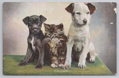Chums Hund Welpe & Kätzchen Trio Tierleben Tuck fotochrome Postkarte um 1907