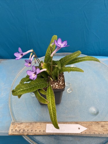 Streptocarpus Fernwood Many Blue Flowers 4” Pot Shade Easy Care Windowsill - Picture 5 of 6