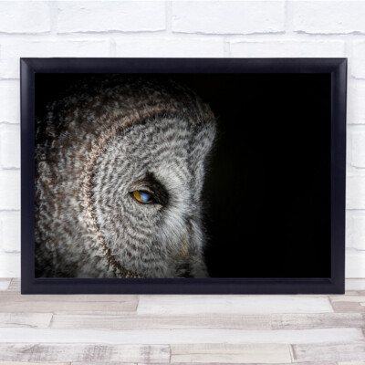 Eulen Gesicht Auge Tier Nahaufnahme Natur Tierwelt Wandkunstdruck