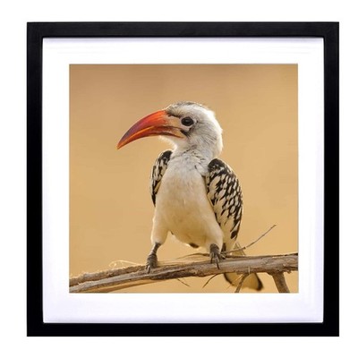 16X16inch Picture Frames Display Pictures 14x14inch/35x35cm With Mat or 16x16...