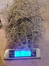 2.0 oz Live Florida Spanish Moss Tillandsia Usneoides Air Plant Live Plant