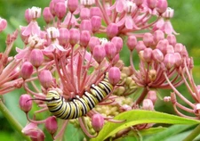 2 Swamp Milkweed ~BUTTERFLIES!!! ~Naturalize~ Pond/Bog/Water garden Plants