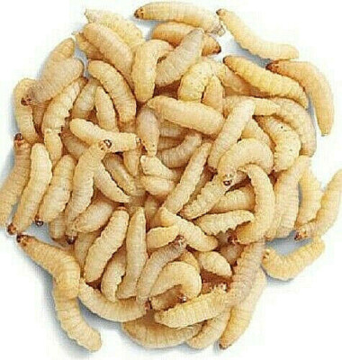Live Wax Worm Reptile Feeder Food Lizard Living WaxWorm Fish