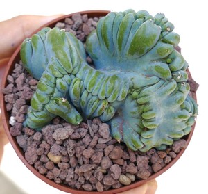 official outlet sale Myrtillocactus geometrizans NEW 