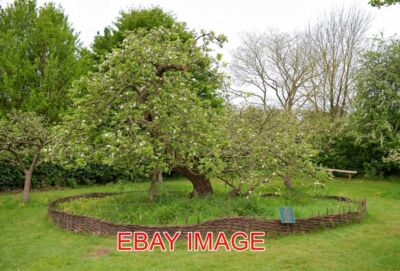 FOTO NEWTON'S APFELBAUM AUCH BEKANNT ALS DER GRAVITY TREE. IM GELÄNDE VON WOO