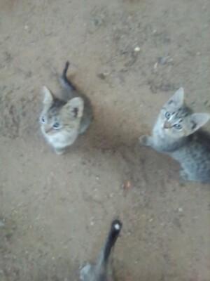gray and white kittens for sale