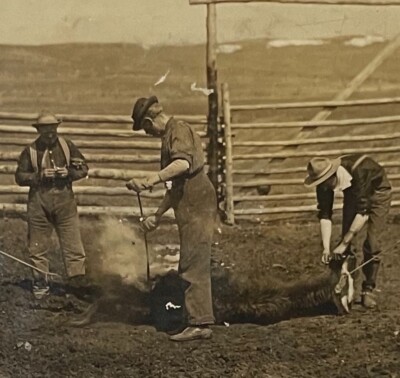 OLD Photo Cattle Branding Roping Cowboy Western Farm Early Gelatin Silver Print
