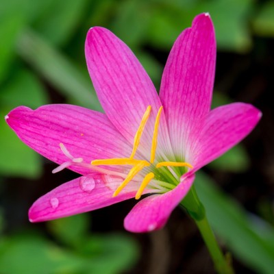 Easy to Grow Rain Lily Rose 12 Plant Bulbs, Summer Fall Flowers
