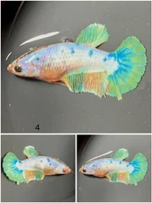 Female Betta Live Fish - Koi Candy Galaxy HMPK - 4 - For Sorority - Breeding