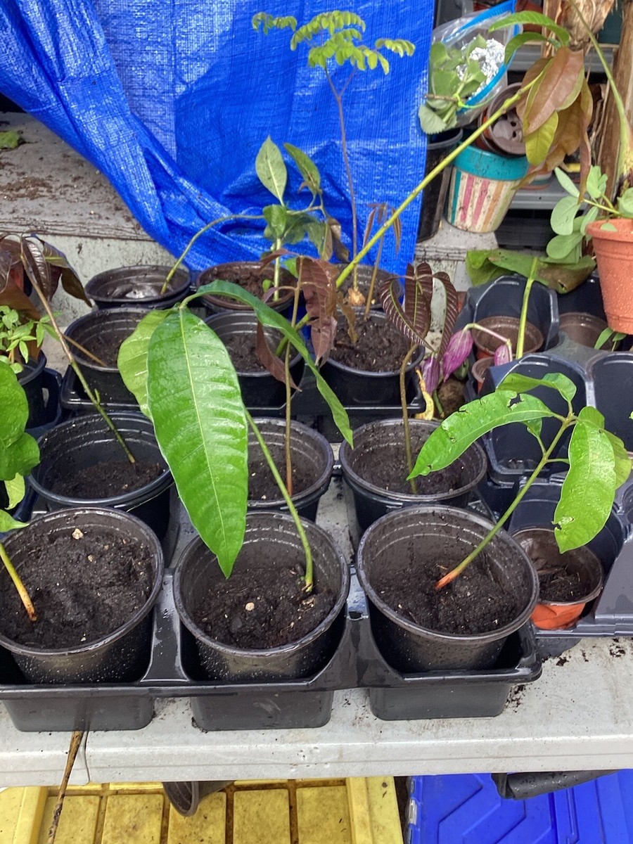 MANGO SEEDLING/JAMAICAN ST. JULIAN/HYBRID/ORGANIC/ (12