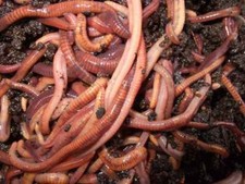 SUPER Red Wiggler Worms Composting Worms 250 500 count
