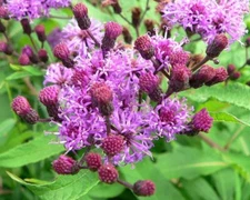 200 Ironweed Seeds for Planting Vernonia gigantea