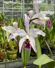 Cattleya crispa Flamea ‘Baronessa’ X Self Merlot White Species Orchid Eros 7” Pt