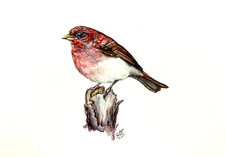 Bird Rosefinch Original Watercolor Painting