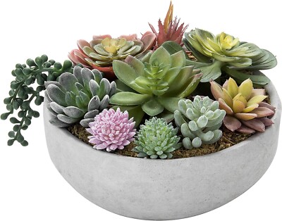 aloe plant pot size 3-5 FT Aloe Vera main image 1