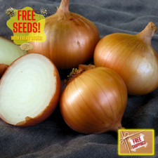 Fresh Walla Walla Onion Seeds  Sweet  Heirloom Non-GMO  Vegetable Seeds