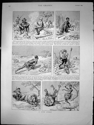 Original Old Antique Print A Lion Story Cape Town Bushman Hunter Rifle 1890