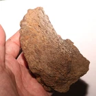 Triceratops Frill Dinosaur Fossil from the Hell Creek Formation - Big Piece !!