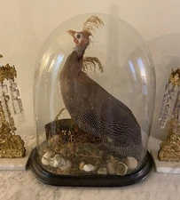 Large Antique Victorian Taxidermy Guinea Fowl Naturalistic Setting Glass Dome 