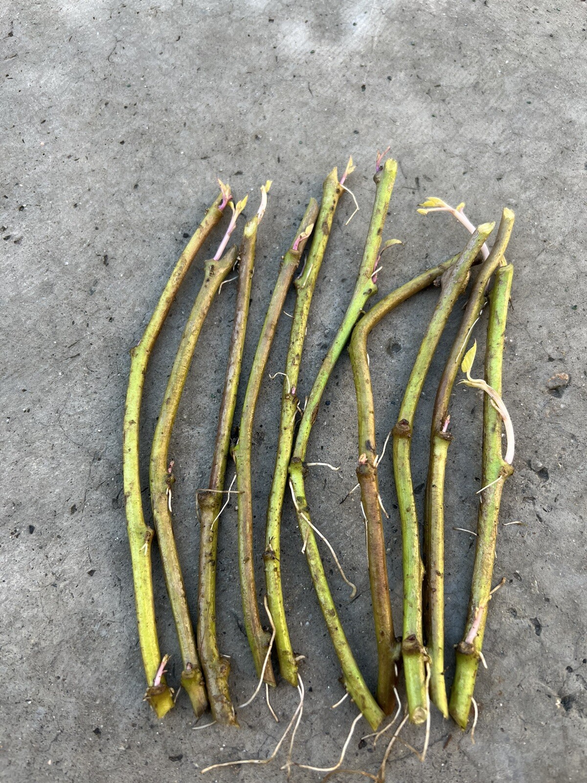 Rooted Sweet Potato Slips 10 Cutting Vines With Roots Ready To Plant